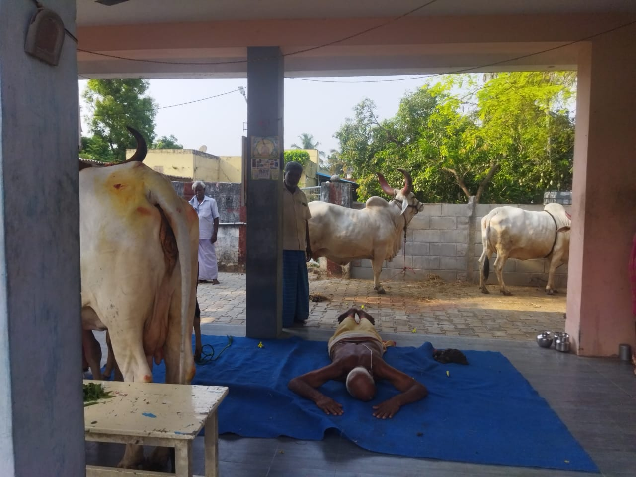 Cow in GoShala